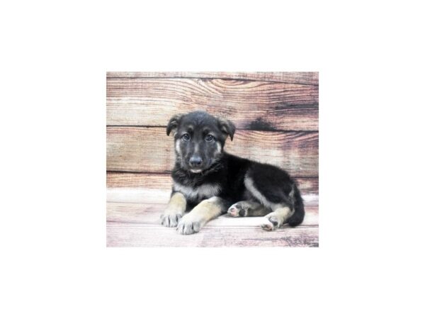 German Shepherd-DOG-Male-Black and Tan-22903-Petland Las Vegas, Nevada