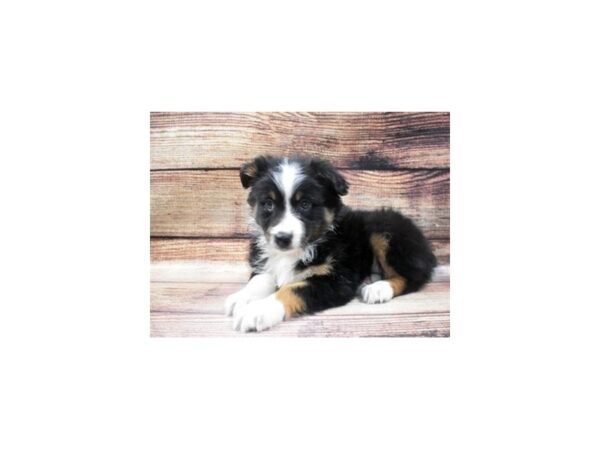 Australian Shepherd DOG Female Black and White 22908 Petland Las Vegas, Nevada