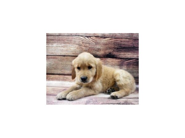 Golden Retriever DOG Male Golden 22904 Petland Las Vegas, Nevada