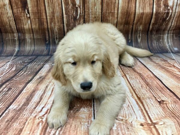 Golden Retriever DOG Male Golden 22927 Petland Las Vegas, Nevada