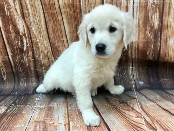 Golden Retriever DOG Female Lt Golden 22926 Petland Las Vegas, Nevada