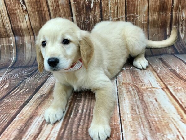 Golden Retriever DOG Female Lt Golden 22924 Petland Las Vegas, Nevada