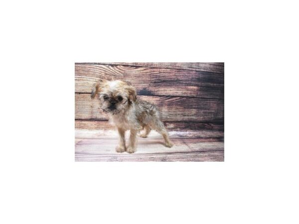 Brussels Griffon-DOG-Male-Belge-22943-Petland Las Vegas, Nevada