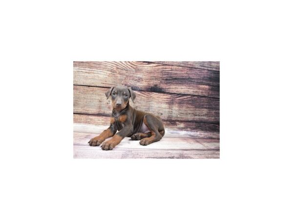 Doberman Pinscher-DOG-Female-Red and Rust-22965-Petland Las Vegas, Nevada