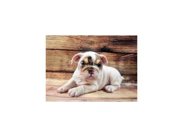 English Bulldog DOG Male Red and White 22944 Petland Las Vegas, Nevada