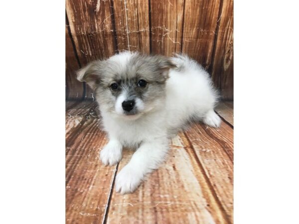 American Eskimo/Poodle DOG Male White 22957 Petland Las Vegas, Nevada