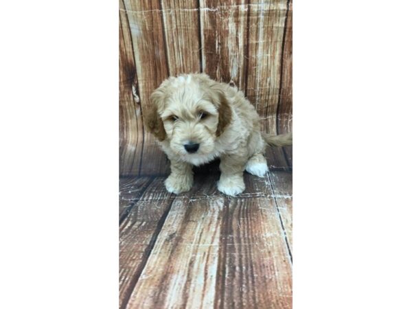 F1 Mini Goldendoodle-DOG-Male-Golden-22958-Petland Las Vegas, Nevada