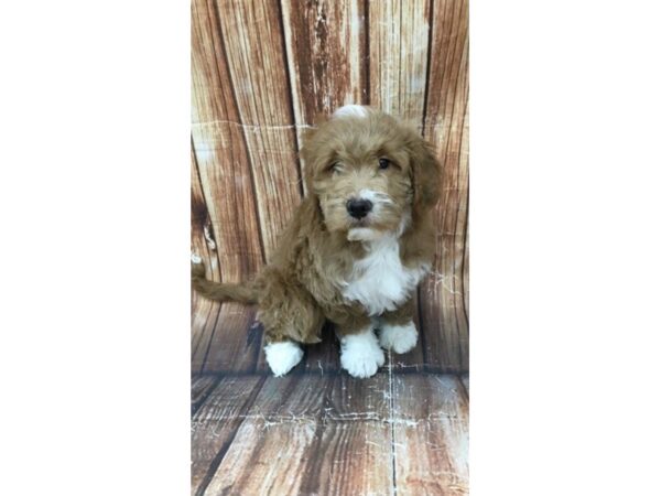 F1 Mini Goldendoodle-DOG-Male-Red-22959-Petland Las Vegas, Nevada