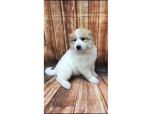 Great Pyrenees DOG Female White 22950 Petland Las Vegas, Nevada