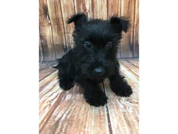 Scottish Terrier-DOG-Female-Black-22954-Petland Las Vegas, Nevada