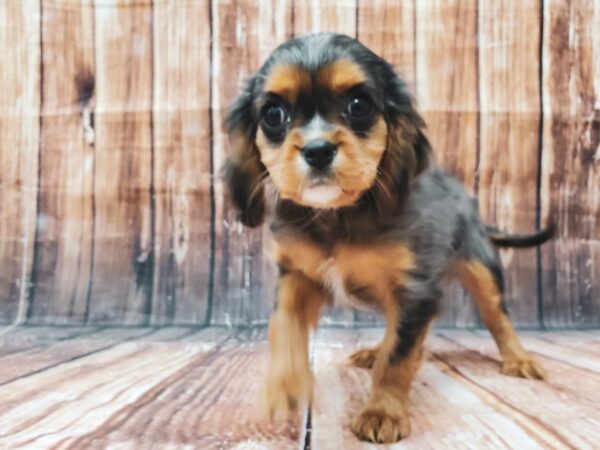 Cavalier King Charles Spaniel-DOG-Female-Blue Merle White / Tan-22914-Petland Las Vegas, Nevada
