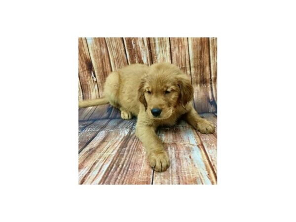 Golden Retriever DOG Male Golden 22960 Petland Las Vegas, Nevada