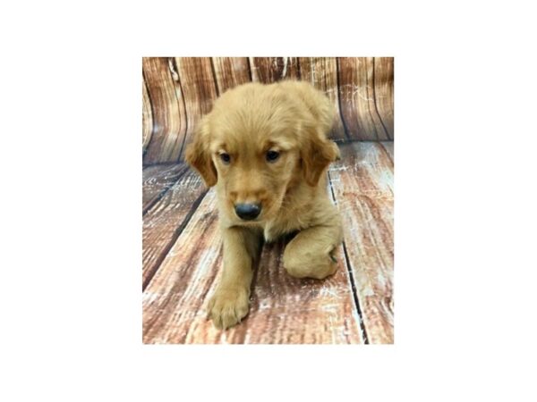 Golden Retriever DOG Female Golden 22963 Petland Las Vegas, Nevada