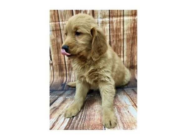 Golden Retriever DOG Female Golden 22962 Petland Las Vegas, Nevada