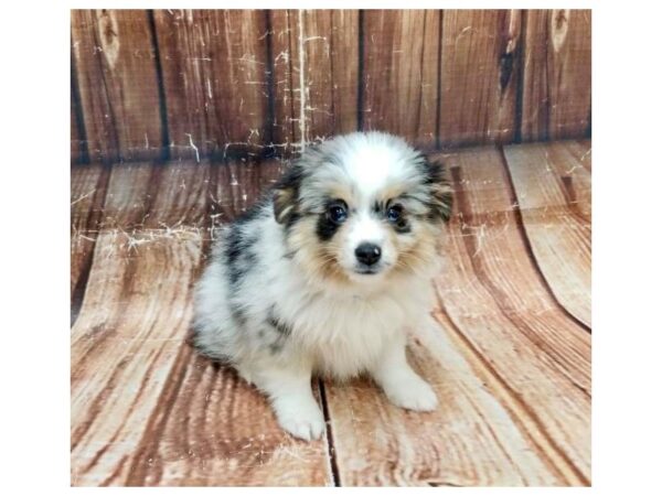 Australian Shepherd/Miniature Australian Shepherd-DOG-Male-Blue Merle-22885-Petland Las Vegas, Nevada