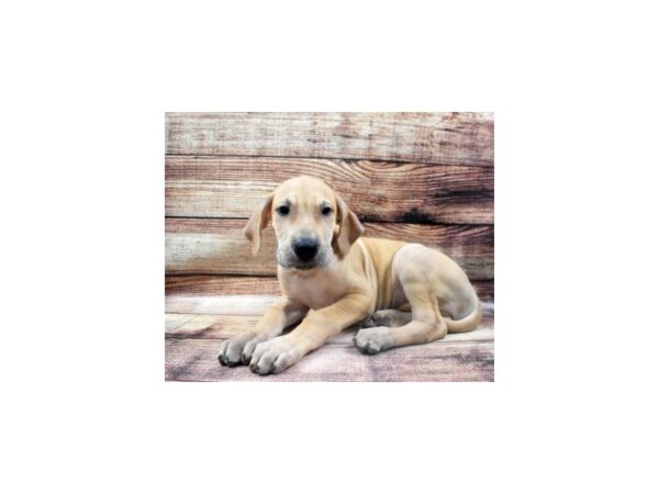 Great Dane DOG Male Fawn 22966 Petland Las Vegas, Nevada