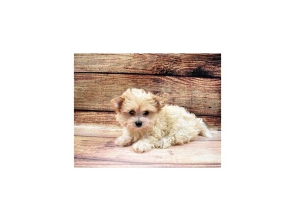 Coton De Tulear-DOG-Male-White-22976-Petland Las Vegas, Nevada