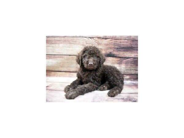 Chesapeake Bay Retriever/Poodle-DOG-Male-Brown-22973-Petland Las Vegas, Nevada