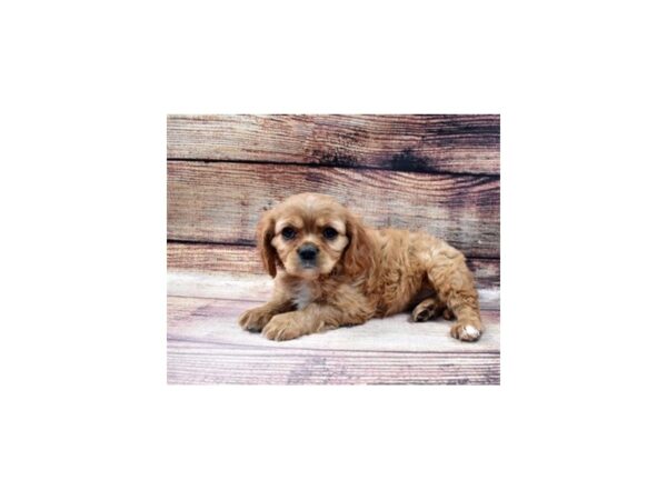 Cavalier King Charles Spaniel-DOG-Female-Ruby-22971-Petland Las Vegas, Nevada