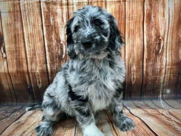 Golden Retriever/Standard Poodle DOG Female Blue Merle 22984 Petland Las Vegas, Nevada