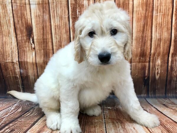 Golden Retriever/Standard Poodle-DOG-Male-Light Golden-22985-Petland Las Vegas, Nevada