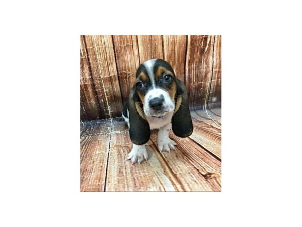 Basset Hound DOG Male Black White / Tan 22988 Petland Las Vegas, Nevada