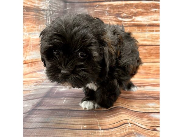 Shih Tzu/Poodle DOG Female 22995 Petland Las Vegas, Nevada