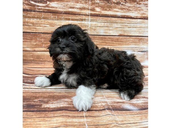 Shih Tzu/Poodle DOG Female 22996 Petland Las Vegas, Nevada