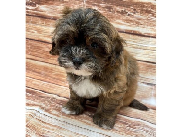 Shih Tzu/Poodle DOG Male 22994 Petland Las Vegas, Nevada