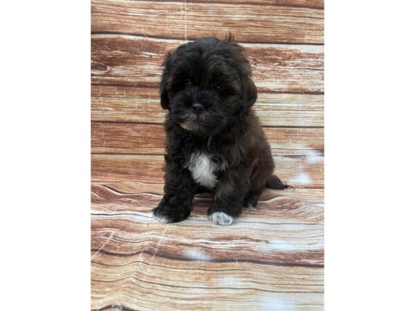 Shih Tzu/Poodle-DOG-Male--22993-Petland Las Vegas, Nevada