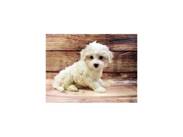 Coton De Tulear DOG Female White 23009 Petland Las Vegas, Nevada