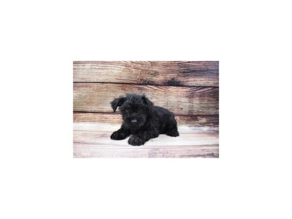 Miniature Schnauzer DOG Male Black 22998 Petland Las Vegas, Nevada