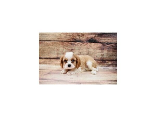 Cavalier King Charles Spaniel DOG Male Blenheim 23006 Petland Las Vegas, Nevada