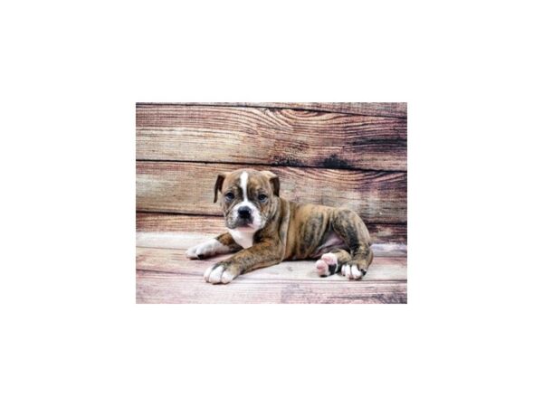 Old English Bulldog DOG Male Red Brindle and White 23011 Petland Las Vegas, Nevada