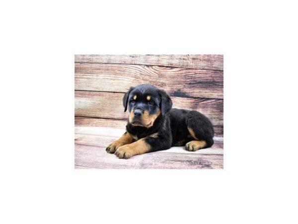 Rottweiler DOG Male Black and Mahogany 23003 Petland Las Vegas, Nevada