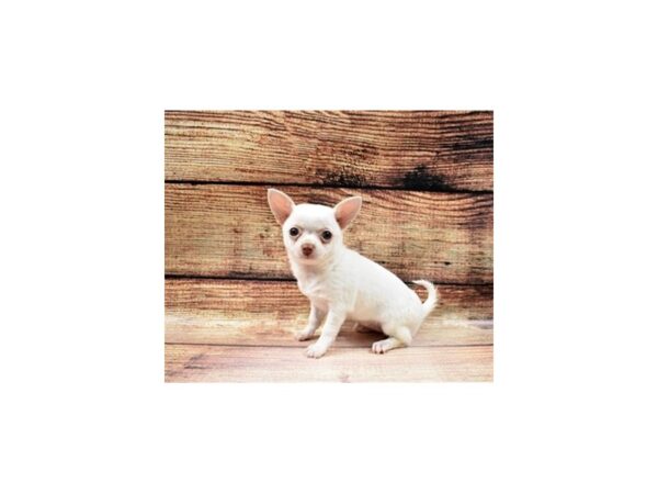 Chihuahua-DOG-Female-White-23008-Petland Las Vegas, Nevada