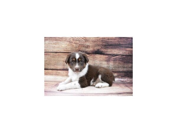 Australian Shepherd DOG Male Red 23000 Petland Las Vegas, Nevada