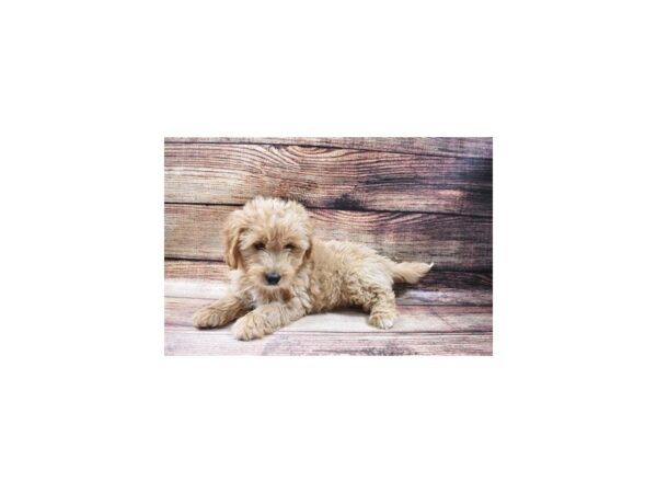 F1 Mini Goldendoodle-DOG-Female-Golden-22997-Petland Las Vegas, Nevada