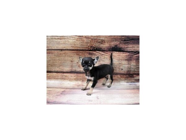 Chihuahua-DOG-Female-Black and Tan-23007-Petland Las Vegas, Nevada