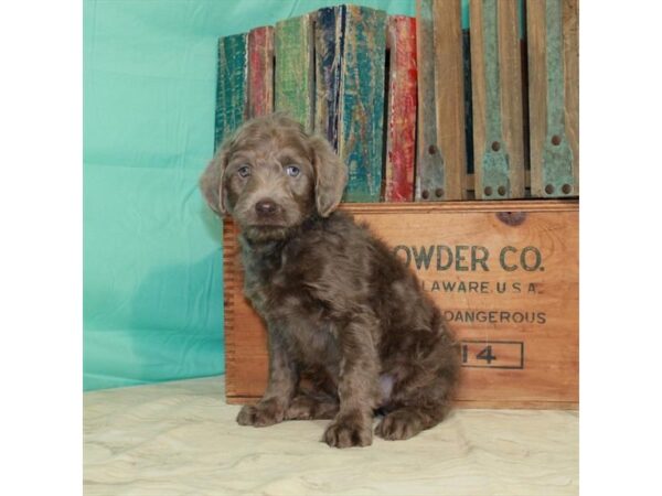 Labrador Retriever/Poodle DOG Male Silver 23018 Petland Las Vegas, Nevada