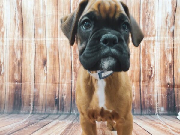 Boxer DOG Male Fawn 23021 Petland Las Vegas, Nevada