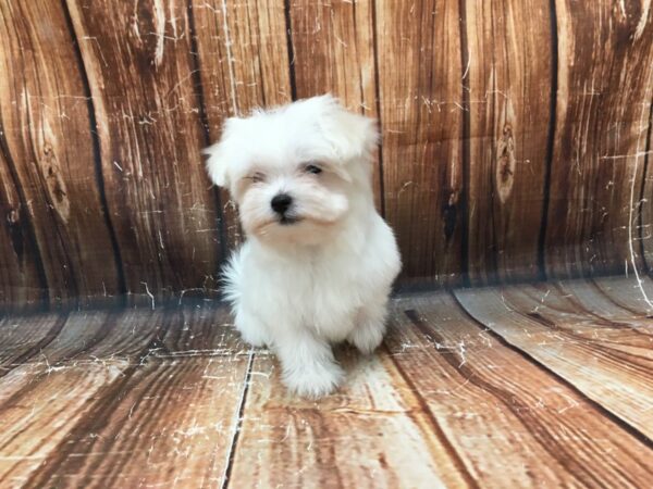 Maltese DOG Female White 23025 Petland Las Vegas, Nevada