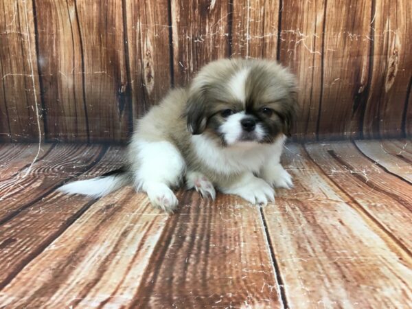 Pekingese DOG Male Fawn 23027 Petland Las Vegas, Nevada