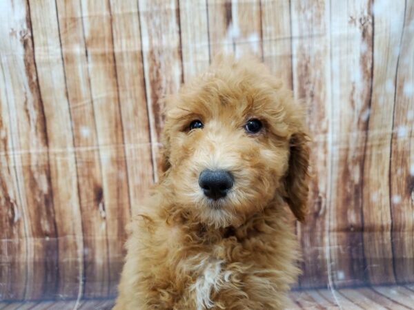 Standard Poodle-DOG-Female-Cafe au lait-23031-Petland Las Vegas, Nevada