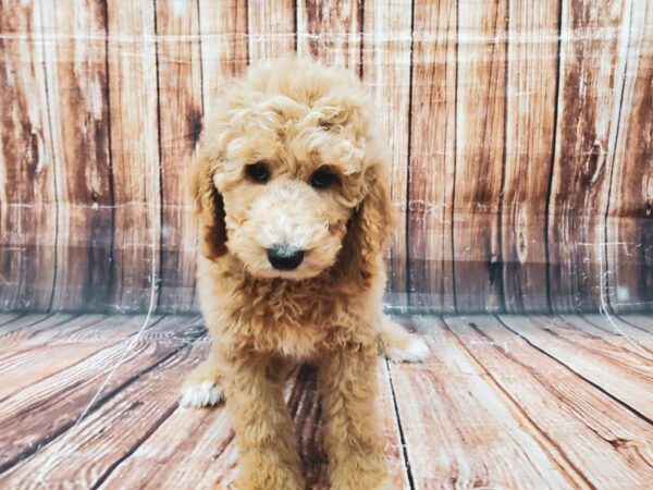 Standard Poodle DOG Male cafe au lait 23030 Petland Las Vegas, Nevada