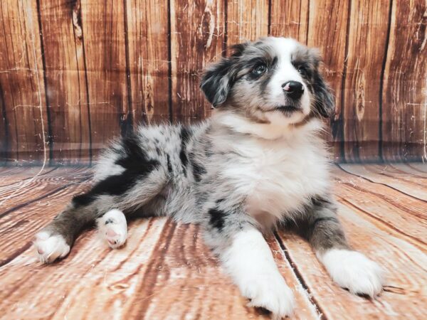 Minature Australian Shepherd-DOG-Male-Blue Merle-23020-Petland Las Vegas, Nevada