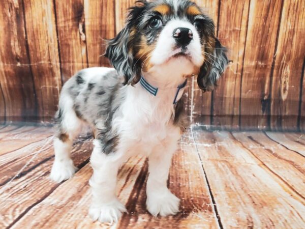 Cocker Spaniel DOG Male Blue Roan / Tan 23022 Petland Las Vegas, Nevada