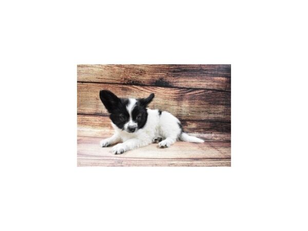 Papillon-DOG-Male-Black and White-23038-Petland Las Vegas, Nevada