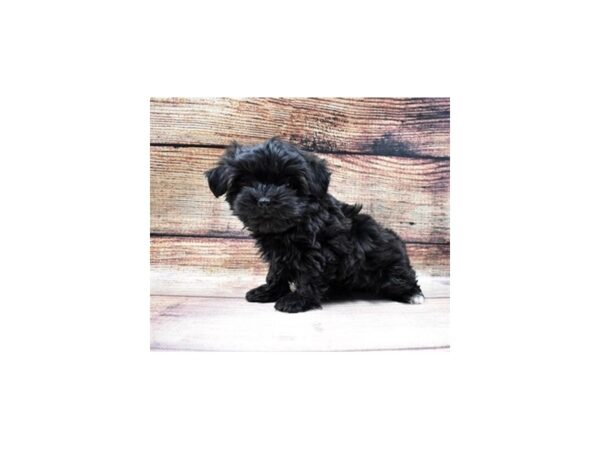 Havanese DOG Female Black 23044 Petland Las Vegas, Nevada