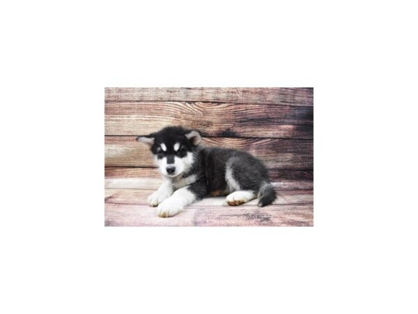 Alaskan Malamute DOG Male Black and White 23037 Petland Las Vegas, Nevada